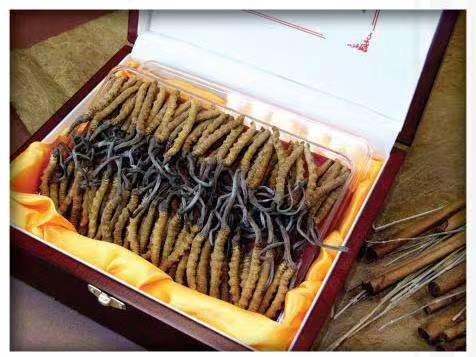 洛隆冬虫夏草回收